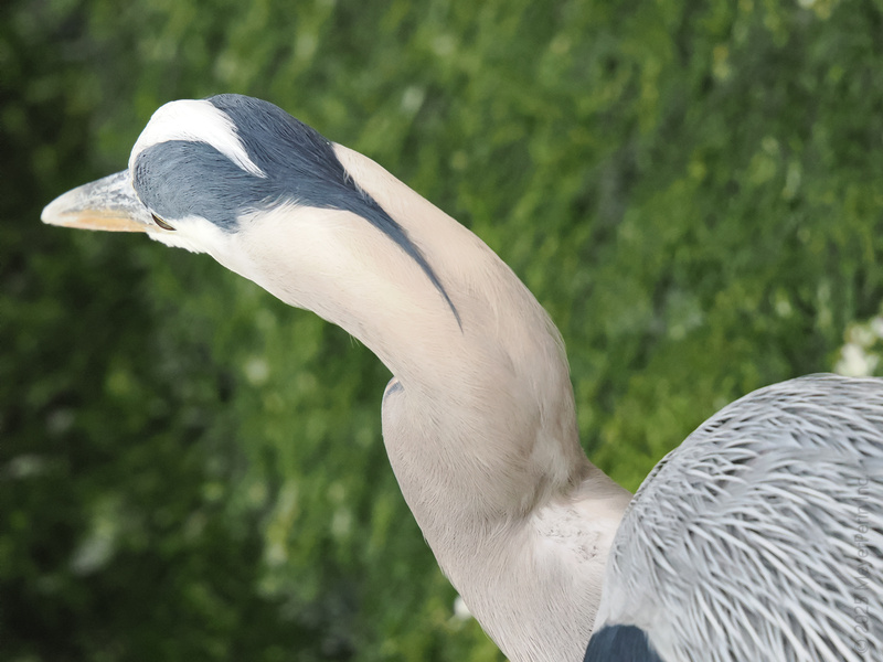 When life has you twisted, just channel your inner heron—stay poised, keep your head up, and remember: it’s all about finding the perfect angle. When life has you twisted, just channel your inner heron—stay poised, keep your head up, and remember: it’s all about finding the perfect angle.