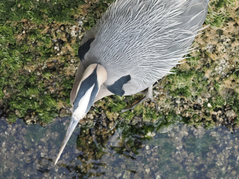 Ever seen a hairdo so perfect even a Great Blue Heron gets jealous? Catch this feathered fashionista scouting the latest pond-side trends!
