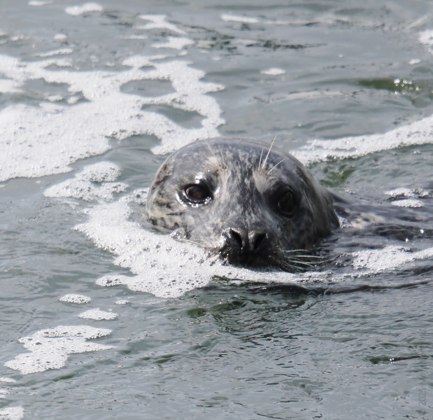 Spotted: This seal serving major “just five more minutes” energy before diving back into the daily grind. Sometimes you just need to float it out! Spotted: This seal serving major “just five more minutes” energy before diving back into the daily grind. Sometimes you just need to float it out!
