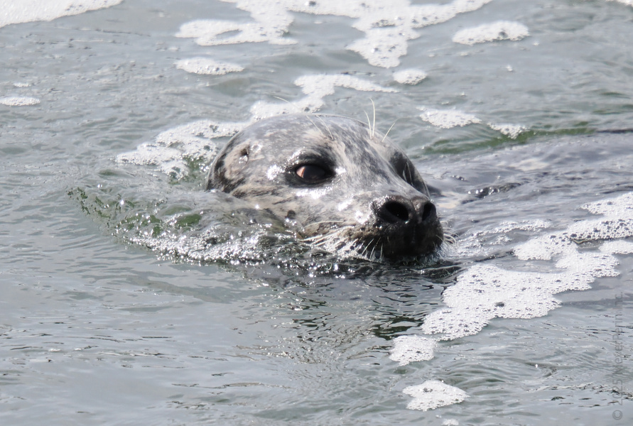 When life gets choppy, channel your inner seal and just keep swimming—graceful, curious, and always ready for the next splash.