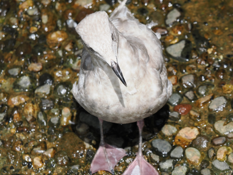 Who said seagulls can't strike a pose? This fashion-forward feathered friend is ready for its closeup—flawless feet and all. Who said seagulls can't strike a pose? This fashion-forward feathered friend is ready for its closeup—flawless feet and all.