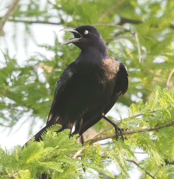 Did you hear that? This grackle just dropped the hottest track of the season—and yes, it’s all about stealing your snacks at the park. Did you hear that? This grackle just dropped the hottest track of the season—and yes, it’s all about stealing your snacks at the park.