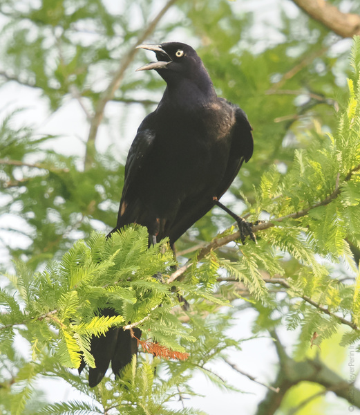 Heard it through the grapevine: this grackle’s got the juiciest gossip in the treetops. Who says birds don’t have something to crow about? Heard it through the grapevine: this grackle’s got the juiciest gossip in the treetops. Who says birds don’t have something to crow about?