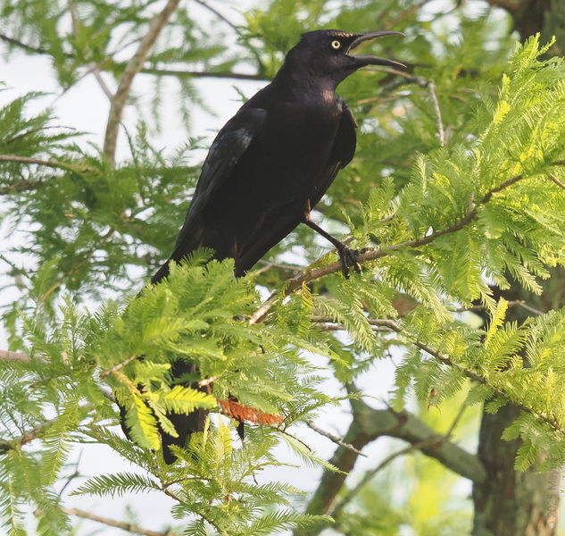 Heard the latest gossip? This grackle’s got the scoop, and he’s not afraid to squawk about it! Nature’s original news anchor, reporting live from the treetops. Heard the latest gossip? This grackle’s got the scoop, and he’s not afraid to squawk about it! Nature’s original news anchor, reporting live from the treetops.