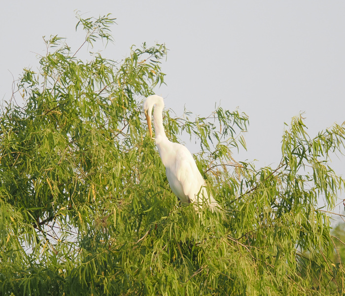 Caught the great egret practicing its treehouse game! Proof that elegance really does rise above the rest. Caught the great egret practicing its treehouse game! Proof that elegance really does rise above the rest.