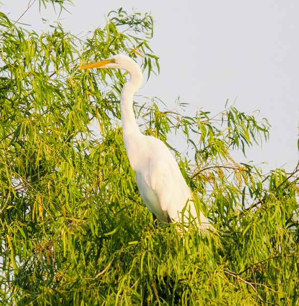 Ready for a little elegance in your feed? This great egret is serving major tall, white, and fabulous vibes—proof that nature always knows how to strike a pose! Ready for a little elegance in your feed? This great egret is serving major tall, white, and fabulous vibes—proof that nature always knows how to strike a pose!