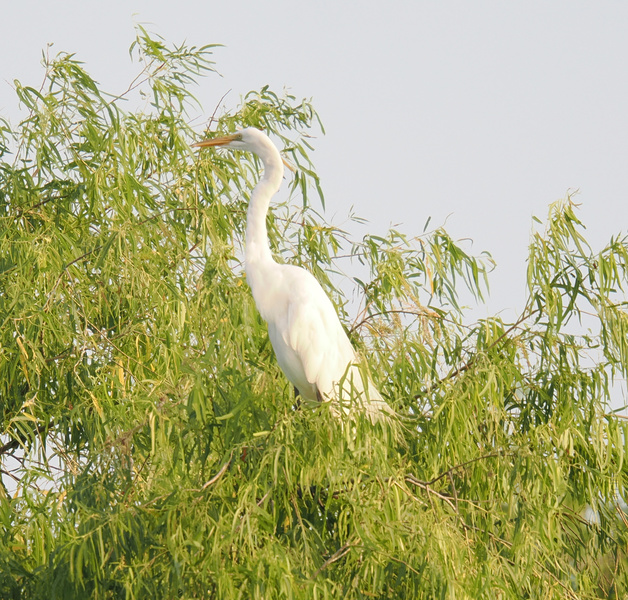 Can you spot the great egret showing off its tree-top real estate? Proof that the best views are reserved for those with serious wing power. Can you spot the great egret showing off its tree-top real estate? Proof that the best views are reserved for those with serious wing power.