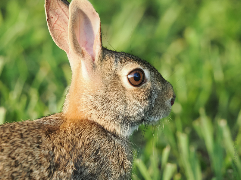 Did someone say “picture perfect profile”? This rabbit sure knows the angles—proof that sometimes, the grass really is greener on this side. Did someone say “picture perfect profile”? This rabbit sure knows the angles—proof that sometimes, the grass really is greener on this side.