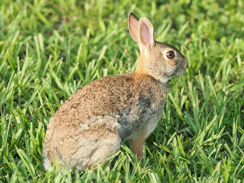 Stop! Bunny time. This rabbit knows the grass is always greener where you pause, reflect, and enjoy the little things. Stop! Bunny time. This rabbit knows the grass is always greener where you pause, reflect, and enjoy the little things.