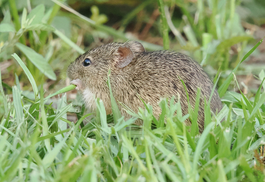 Caught in the act! This mouse knows fresh greens are the real breakfast of champions—because who says you can't start your day with a little salad? Caught in the act! This mouse knows fresh greens are the real breakfast of champions—because who says you can't start your day with a little salad?