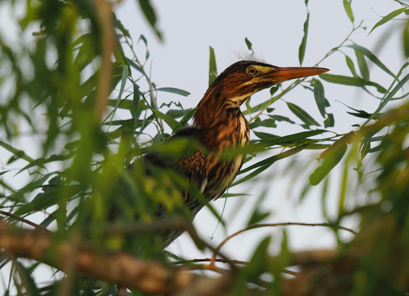 Blink and you’ll miss me! This clever little heron knows how to blend in, but our camera caught it striking a pose in the foliage—nature’s ultimate game of hide and seek. Blink and you’ll miss me! This clever little heron knows how to blend in, but our camera caught it striking a pose in the foliage—nature’s ultimate game of hide and seek.