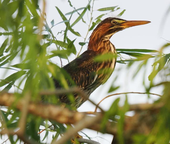 Spotted: a green heron serving side-eye and serious camouflage skills. Sometimes blending in is the boldest move you can make. Spotted: a green heron serving side-eye and serious camouflage skills. Sometimes blending in is the boldest move you can make.