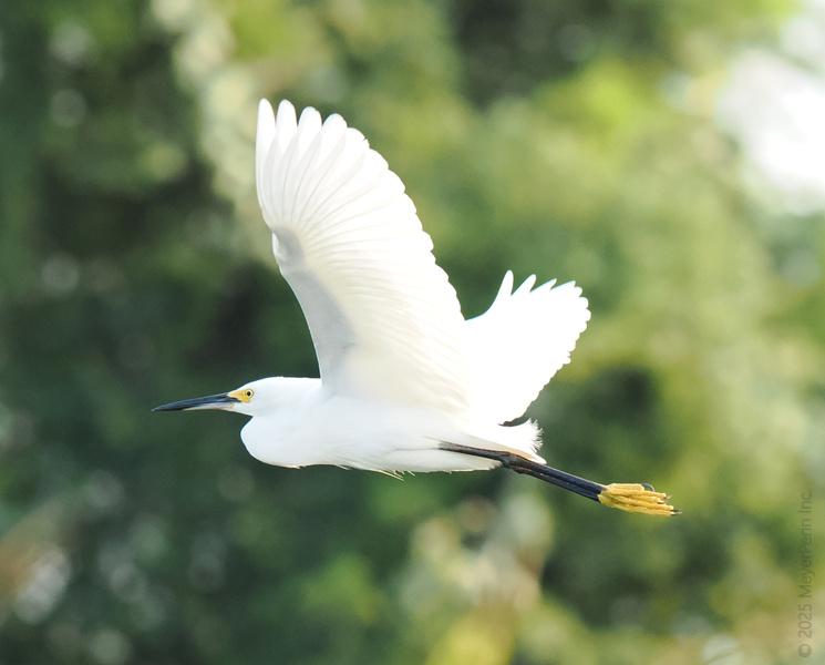 Blink and you’ll miss it—this snow-white egret is gliding into Monday with more grace than my morning coffee. Wings up if you’re ready to soar into the week! Blink and you’ll miss it—this snow-white egret is gliding into Monday with more grace than my morning coffee. Wings up if you’re ready to soar into the week!