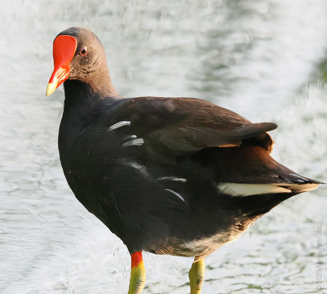 Who wore it better—your favorite fashionista or this stylish moorhen rocking red, yellow, and a touch of attitude? Strutting the wetlands like it’s a runway! Who wore it better—your favorite fashionista or this stylish moorhen rocking red, yellow, and a touch of attitude? Strutting the wetlands like it’s a runway!