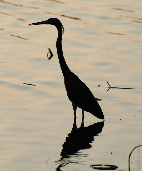 Spotlight’s on the great blue heron: master of chilling and stillness. Who knew patience could look this elegant? Spotlight’s on the great blue heron: master of chilling and stillness. Who knew patience could look this elegant?