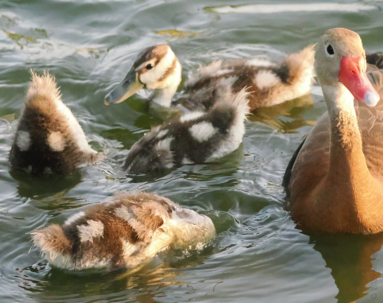 Ducklings in tow, this parent’s got the cutest little paddlers following every wave—because family swims are simply better together. Ducklings in tow, this parent’s got the cutest little paddlers following every wave—because family swims are simply better together.