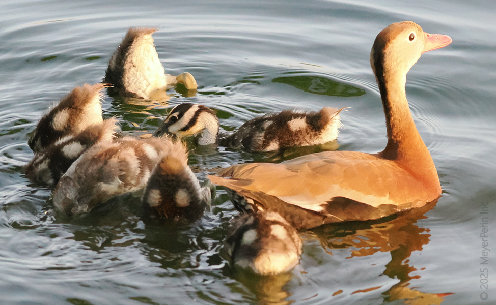 Who ordered the duckling parade? This mama duck is showing her little ones the art of swimming—and maybe some synchronized diving too. Who ordered the duckling parade? This mama duck is showing her little ones the art of swimming—and maybe some synchronized diving too.