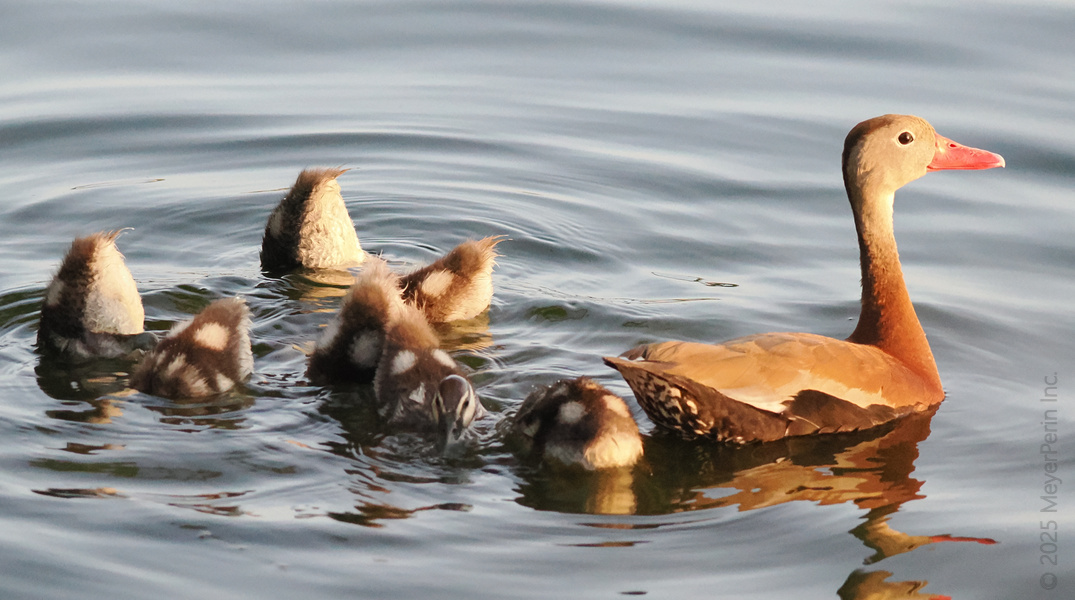 Heads up—these ducklings have mastered the art of synchronized diving, while mom keeps it classy and above water. Family goals: half adorable, half underwater adventure. Heads up—these ducklings have mastered the art of synchronized diving, while mom keeps it classy and above water. Family goals: half adorable, half underwater adventure.
