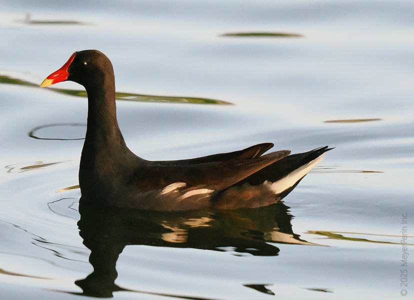 Stop and stare—a Common Moorhen just turned this pond into its own red-carpet moment. Who knew waterfowl rocked so much style? Stop and stare—a Common Moorhen just turned this pond into its own red-carpet moment. Who knew waterfowl rocked so much style?