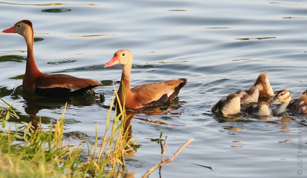 Who ordered the family swim? These Black-bellied Whistling Ducks are bringing their best paddling game—and the kids are clearly in it for the splash. Who ordered the family swim? These Black-bellied Whistling Ducks are bringing their best paddling game—and the kids are clearly in it for the splash.