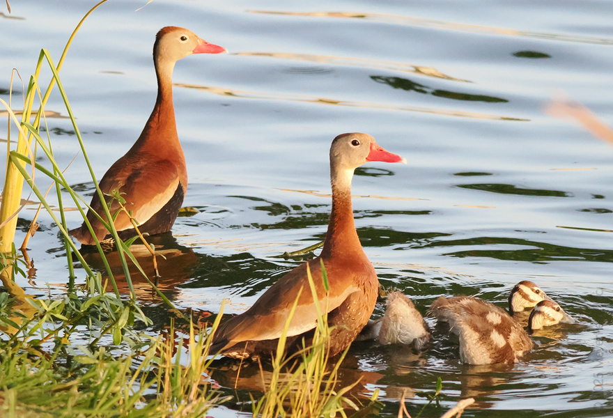 Family swim goals: these whistling ducks and their ducklings have mastered the art of synchronized paddling—and looking fabulous while doing it. Family swim goals: these whistling ducks and their ducklings have mastered the art of synchronized paddling—and looking fabulous while doing it.