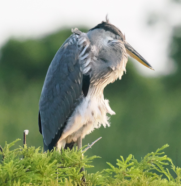 Hitting the snooze button like a pro—this heron knows self-care starts with a nap and a good hair day. Hitting the snooze button like a pro—this heron knows self-care starts with a nap and a good hair day.