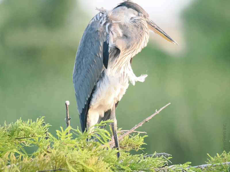 Caught napping on the job? This Great Blue Heron swears it's just "resting its eyes"—a true master of work-life balance. Caught napping on the job? This Great Blue Heron swears it's just "resting its eyes"—a true master of work-life balance.