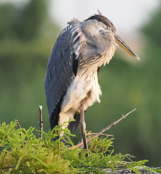 Feeling heron-tired? This great blue heron knows when to hit the snooze button. Sometimes, the best way to win the day is taking a break on one leg. Feeling heron-tired? This great blue heron knows when to hit the snooze button. Sometimes, the best way to win the day is taking a break on one leg.