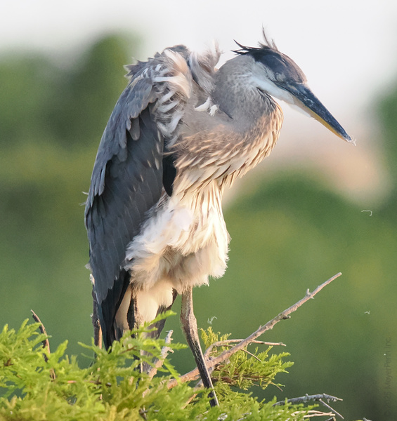 Bad feather day? The Great Blue Heron still rocks the windswept look—proof that confidence never goes out of style. Bad feather day? The Great Blue Heron still rocks the windswept look—proof that confidence never goes out of style.