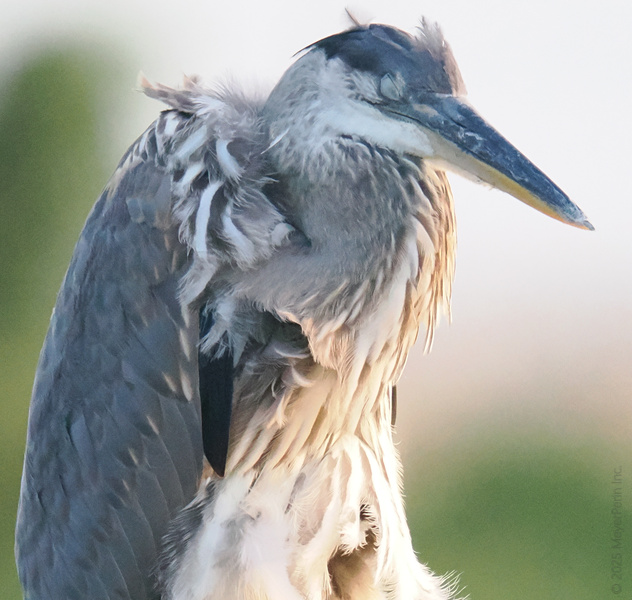 Ever wake up feeling like a hot mess? This great blue heron totally gets it—bad feather days happen to the best of us. Ever wake up feeling like a hot mess? This great blue heron totally gets it—bad feather days happen to the best of us.