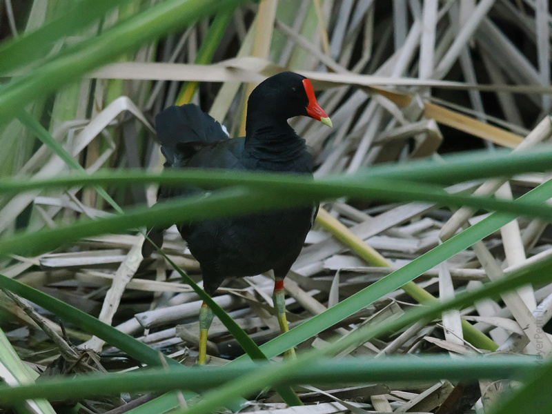 Blink and you’ll miss me! The Common Gallinule knows how to work the runway—and the reeds. Nature’s got style, you just have to look between the lines. Blink and you’ll miss me! The Common Gallinule knows how to work the runway—and the reeds. Nature’s got style, you just have to look between the lines.