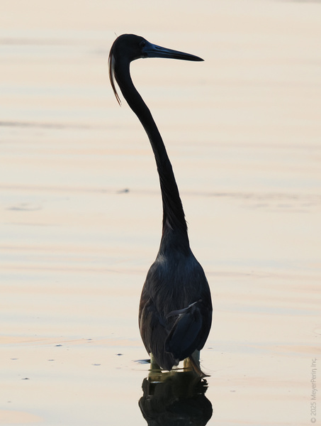 Who needs a runway when you’ve got a neck like this? The heron proves that striking a pose at golden hour is always in style. Who needs a runway when you’ve got a neck like this? The heron proves that striking a pose at golden hour is always in style.
