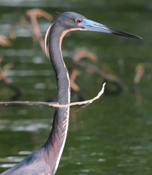 Neck game strong! This tricolored heron just redefined elegance—proving you don’t need a runway to serve looks and balance the wildest accessories. Neck game strong! This tricolored heron just redefined elegance—proving you don’t need a runway to serve looks and balance the wildest accessories.