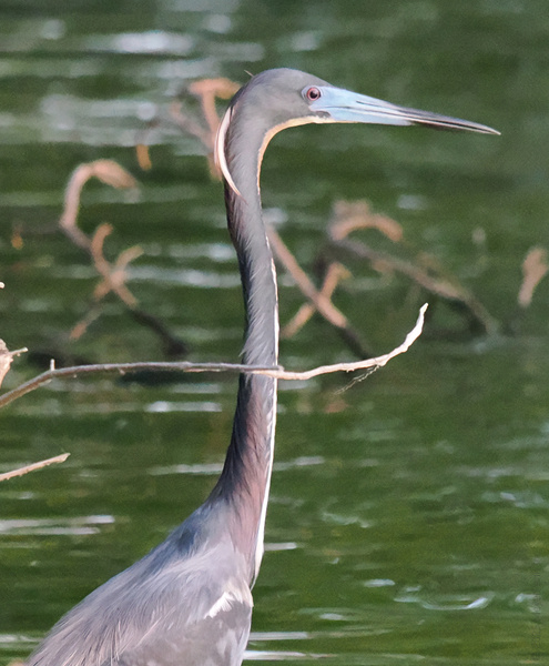 Neck game strong! This tricolored heron’s got style, grace, and a built-in scarf. Nature’s runway has never looked so chic. Neck game strong! This tricolored heron’s got style, grace, and a built-in scarf. Nature’s runway has never looked so chic.