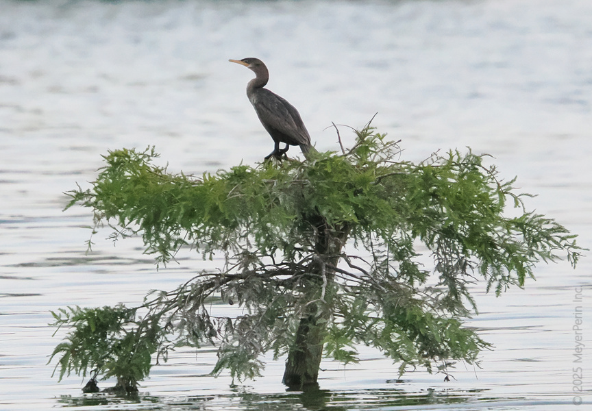 Who needs a penthouse when you’re a cormorant with a lake view? Sometimes the best spots are just a branch above the rest.
