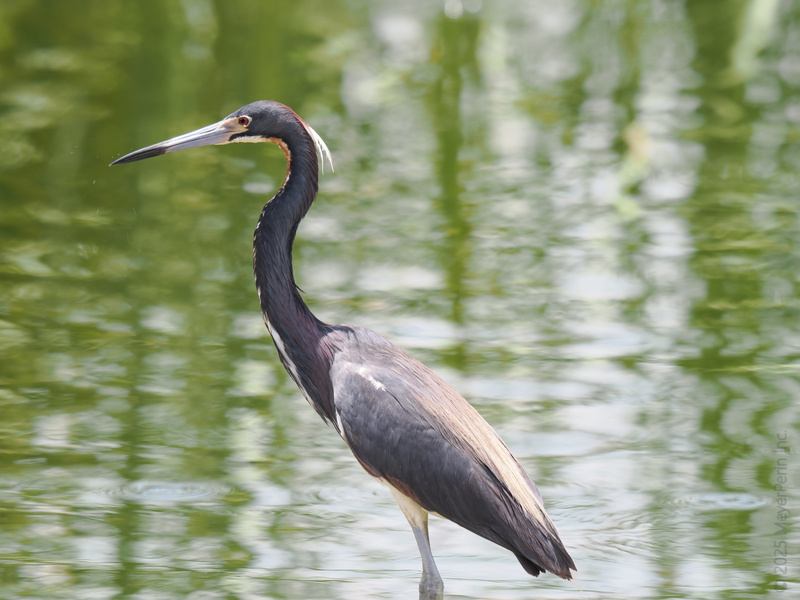 Ready to turn heads? This heron just set the bar for neck elegance and fishing finesse. Who knew birdwatching could be runway-worthy? Ready to turn heads? This heron just set the bar for neck elegance and fishing finesse. Who knew birdwatching could be runway-worthy?