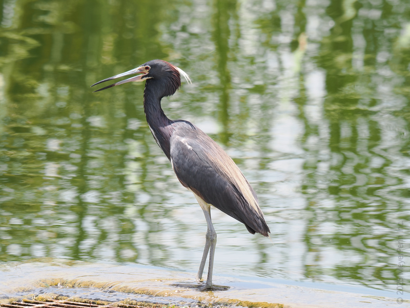 This heron’s got something to say—and it’s all about catching the best fish in town. When your lunch spot comes with a view like this, who wouldn’t brag a little? This heron’s got something to say—and it’s all about catching the best fish in town. When your lunch spot comes with a view like this, who wouldn’t brag a little?