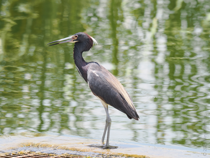 Stop the scroll—this heron knows how to strike a pose! Proof that elegance and attitude can wade together. Stop the scroll—this heron knows how to strike a pose! Proof that elegance and attitude can wade together.