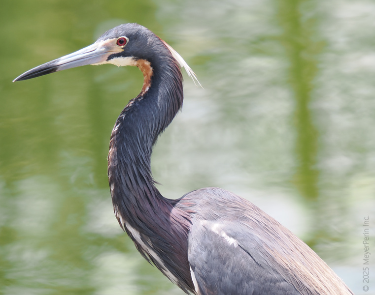 This Tricolored Heron is serving neck and style—proof that nature doesn’t skimp on elegance. Catch me at the water’s edge, always dressed to impress. This Tricolored Heron is serving neck and style—proof that nature doesn’t skimp on elegance. Catch me at the water’s edge, always dressed to impress.