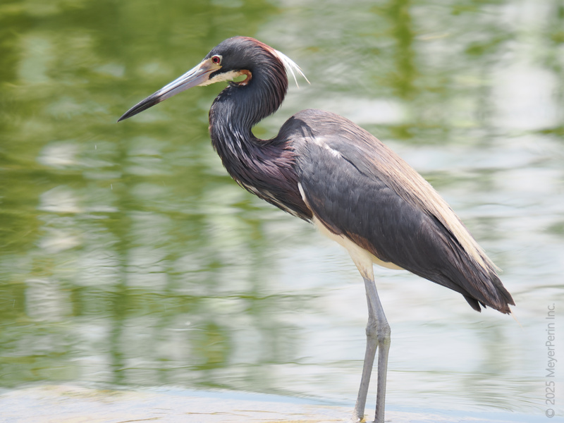 Why fit in when you can stand tall? This tricolored heron is making every pond its runway—style, grace, and a beak that means business. Why fit in when you can stand tall? This tricolored heron is making every pond its runway—style, grace, and a beak that means business.