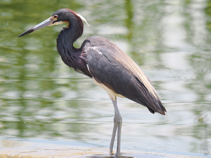 Ready for my close-up! This tricolored heron knows the art of patience—one elegant pose at a time. Who else wades through Monday with this much style? Ready for my close-up! This tricolored heron knows the art of patience—one elegant pose at a time. Who else wades through Monday with this much style?