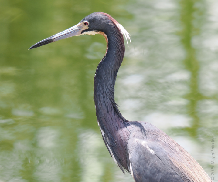 Who wore it better—nature or the Tricolored Heron? Strutting through the wetlands, this bird proves elegance is always in season. Who wore it better—nature or the Tricolored Heron? Strutting through the wetlands, this bird proves elegance is always in season.