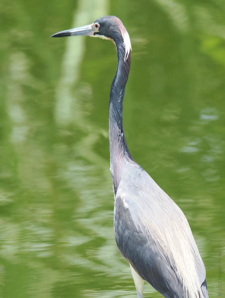 Meet the tricolored heron: serving blue steel and neck envy. Nature’s most elegant stalker, always dressed for the wetlands runway. Meet the tricolored heron: serving blue steel and neck envy. Nature’s most elegant stalker, always dressed for the wetlands runway.
