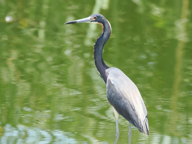 Ready for a lesson in elegance? This Tricolored Heron brings style and poise to every puddle—nature’s true runway model. Ready for a lesson in elegance? This Tricolored Heron brings style and poise to every puddle—nature’s true runway model.