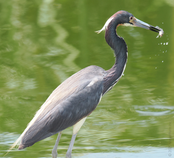 Caught red-beaked! This Tricolored Heron just turned lunchtime into showtime, proving that fresh is always best. Caught red-beaked! This Tricolored Heron just turned lunchtime into showtime, proving that fresh is always best.