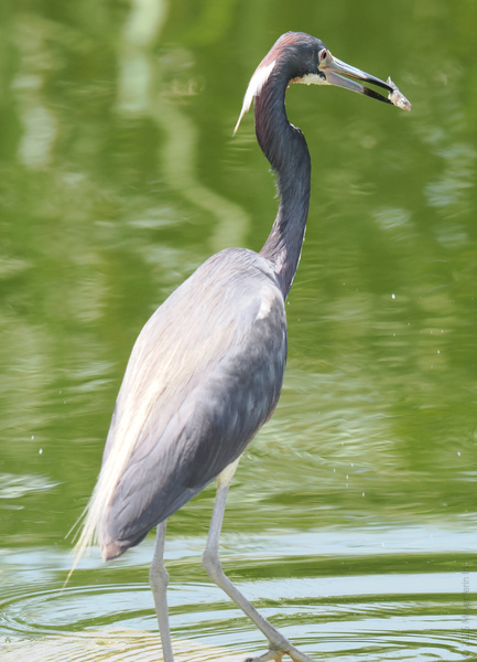 Rise and dine—this tricolored heron believes breakfast should always be fresh and served with a splash. Who needs a menu when you’ve got fast fish on tap? Rise and dine—this tricolored heron believes breakfast should always be fresh and served with a splash. Who needs a menu when you’ve got fast fish on tap?