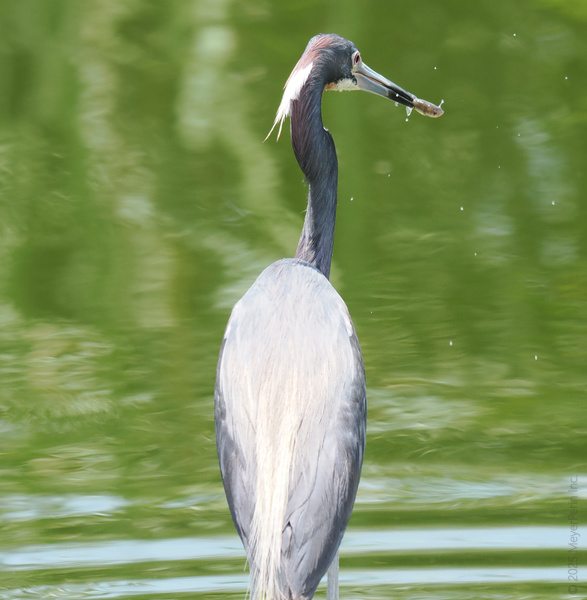 Did someone say “catch of the day?” This heron just landed lunch and the bragging rights. Sushi to go, anyone? Did someone say “catch of the day?” This heron just landed lunch and the bragging rights. Sushi to go, anyone?