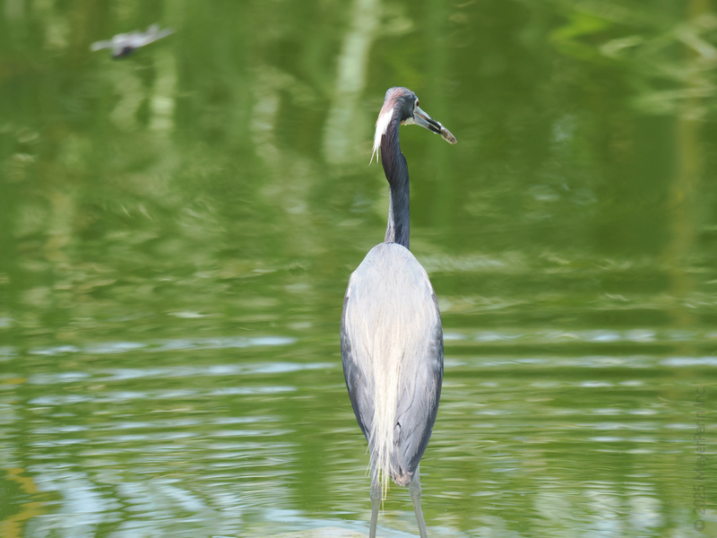 Caught in the act! This heron’s got eyes—and beak—on the prize. When lunchtime calls, you answer with style. Caught in the act! This heron’s got eyes—and beak—on the prize. When lunchtime calls, you answer with style.