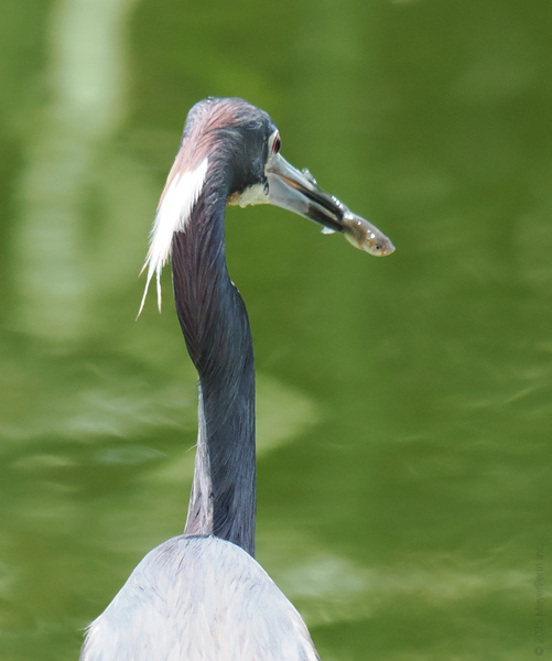 Dinner is served—and this heron isn’t here to share! When fast food means catching it yourself, you never miss a meal. Dinner is served—and this heron isn’t here to share! When fast food means catching it yourself, you never miss a meal.