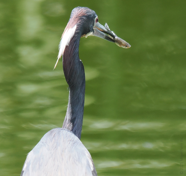 Don’t blink or you’ll miss it—this heron’s lunch break is strictly grab-and-go. Proof that style and speed are all you need for a fresh catch! Don’t blink or you’ll miss it—this heron’s lunch break is strictly grab-and-go. Proof that style and speed are all you need for a fresh catch!
